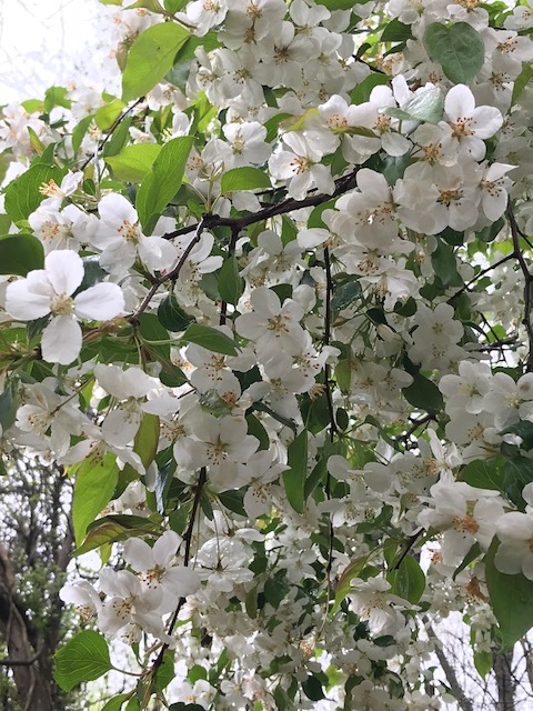 Tree cherry blossom